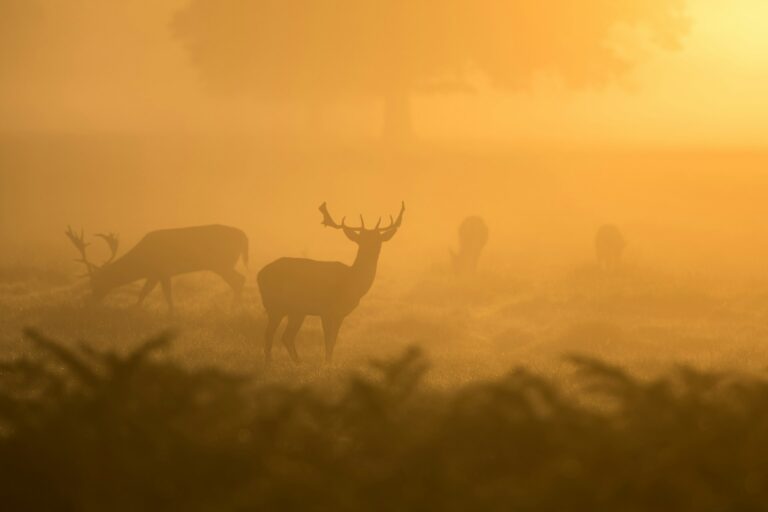 Ontdek Amerika's Wildlife