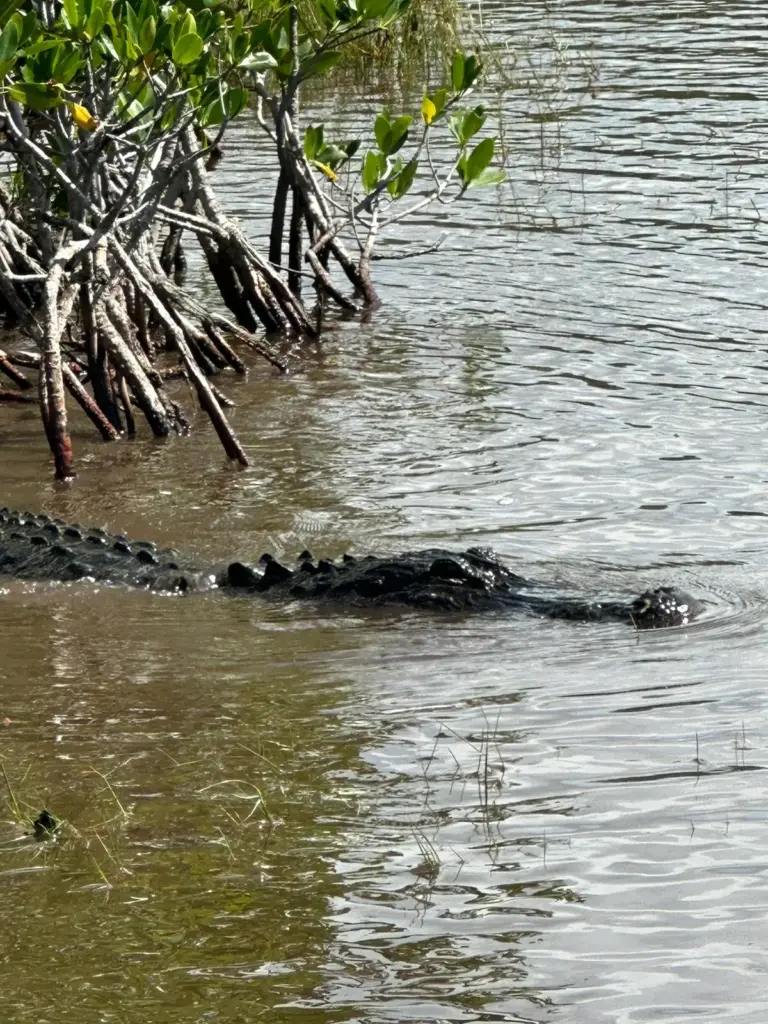 Florida Everglades airboat tour - Alligator spotten