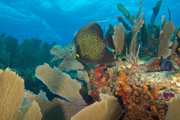 Snorkelen en duiken Florida Keys