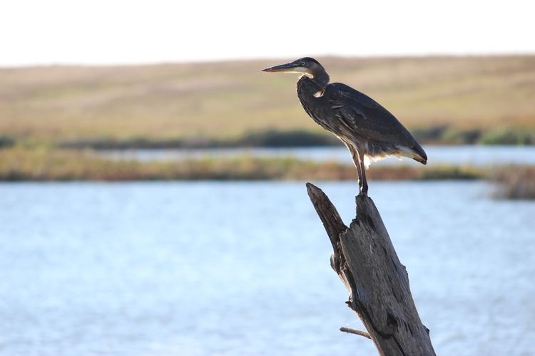 North Dakota National Bird Refuge