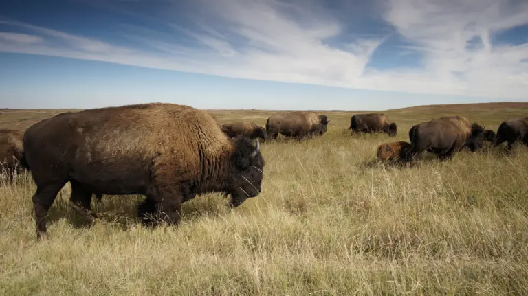 North Dakota bisons
