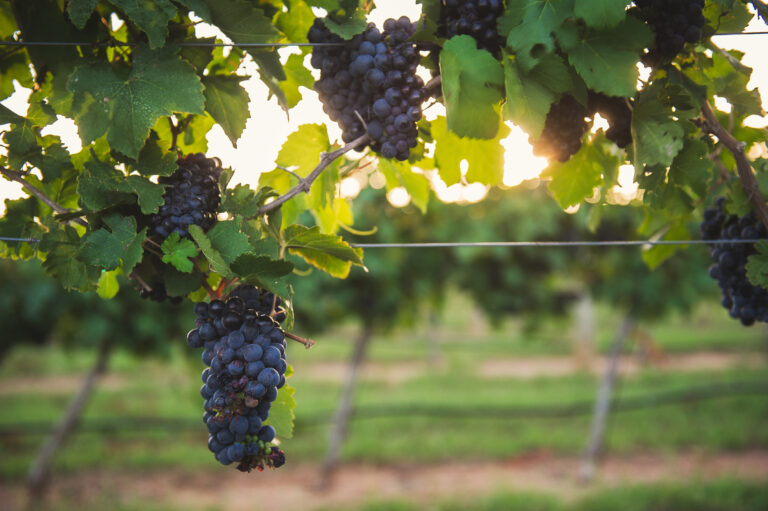 c-B.-Mistich_Grapes-in-Gillespie-County-Credit-B