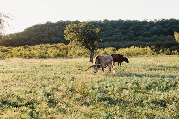 Wildcatter Ranch Texas