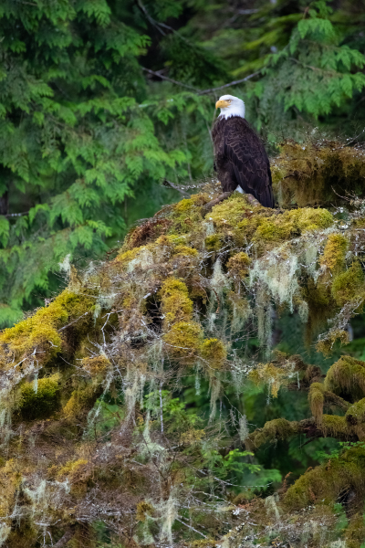 great bear rainforest