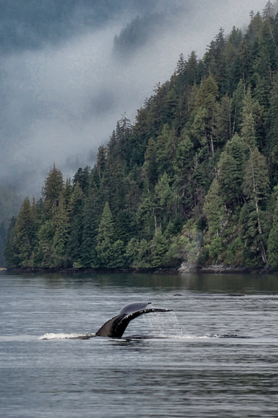 great bear rainforest