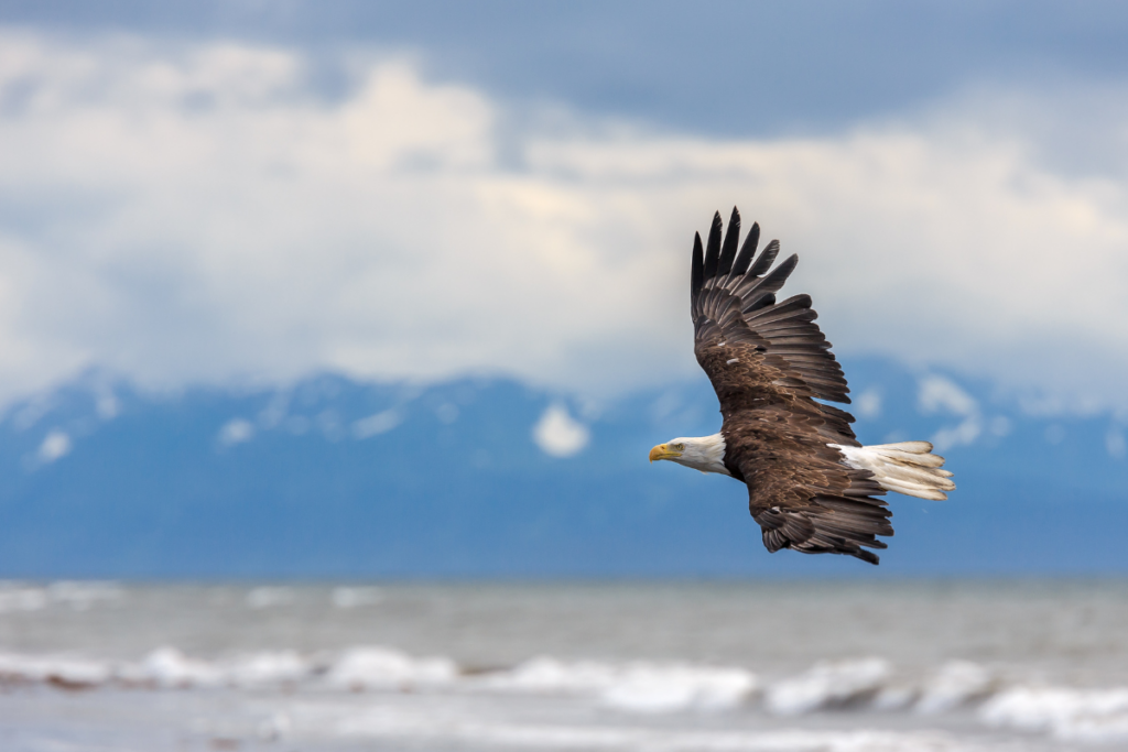 Bald Eagles in Alaska