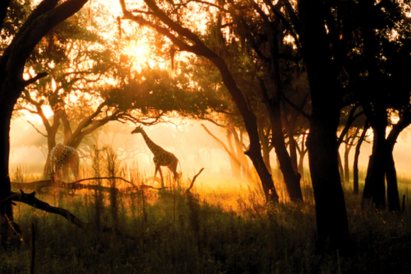 Disney's Animal Kingdom Lodge – Orlando, Florida