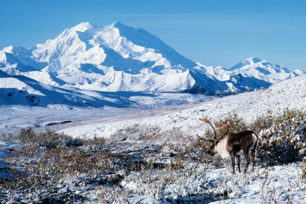 Rendieren in Alaska