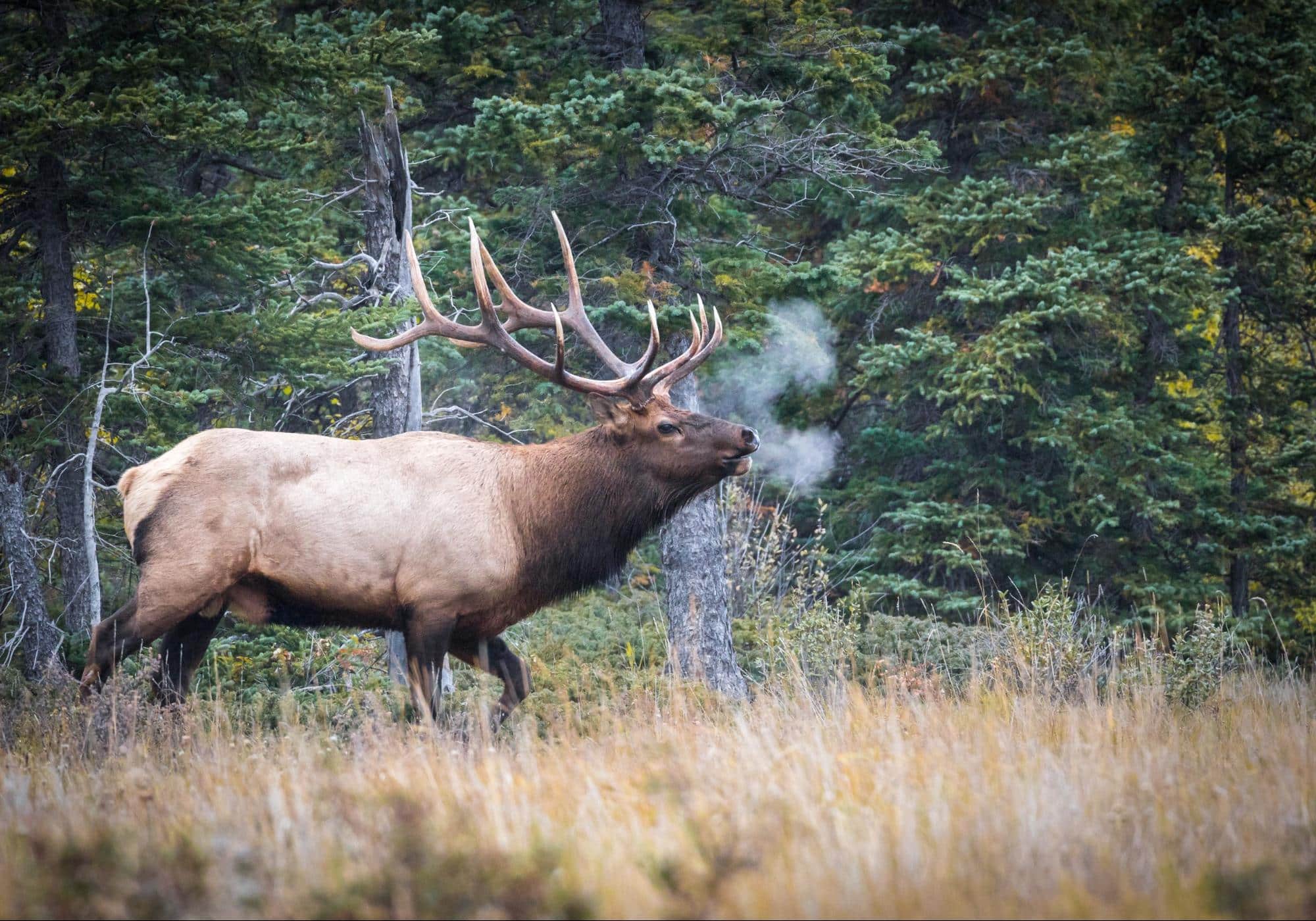Wildlife Ontario