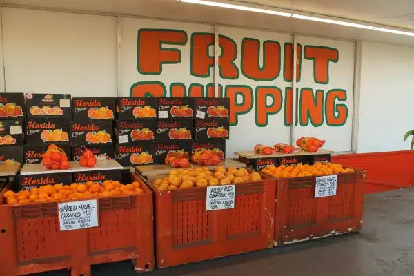 Eli's Orange World