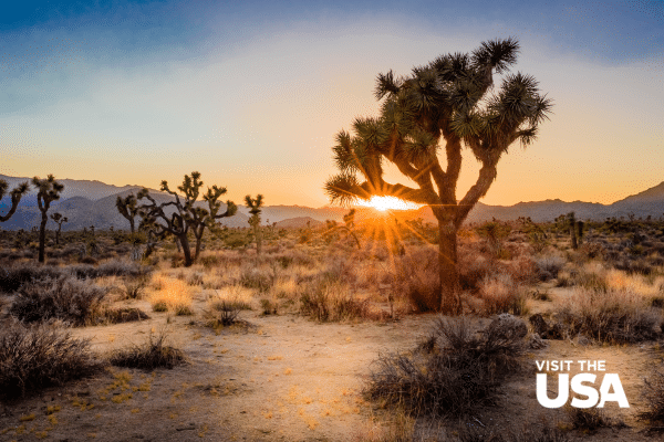 Joshua Tree National Park – Californië