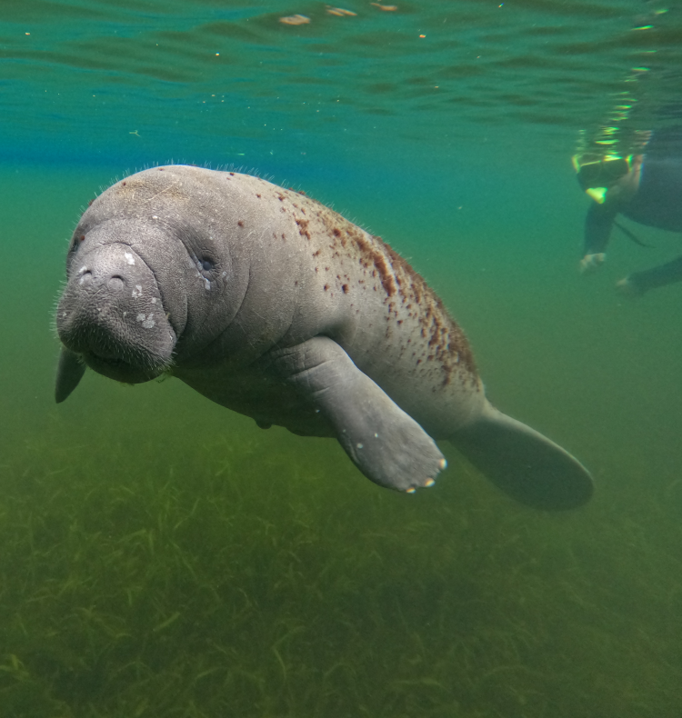 Snorkelen met manatees crystal river