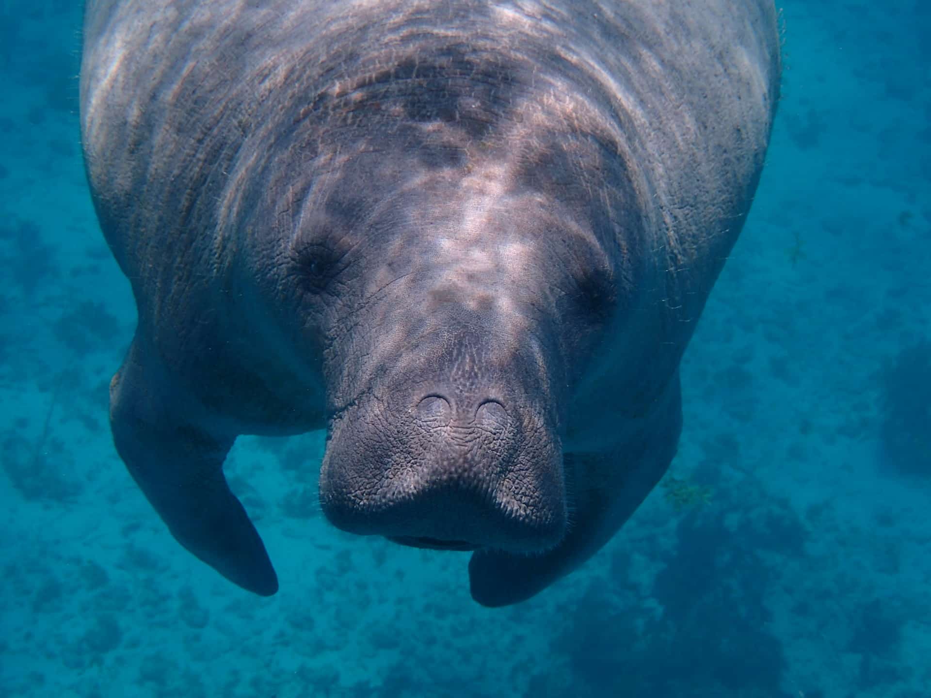 Crystal River Home of the manatee
