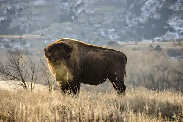 Theodore_Roosevelt_National_Park