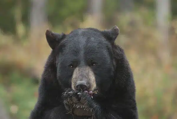 photos_minnesota_International_Bear_Center_in_Ely