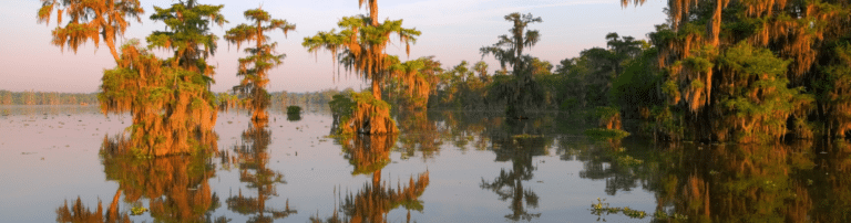 Header new orleans bayous