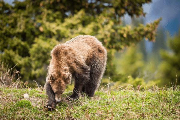 Wildlife in Banff