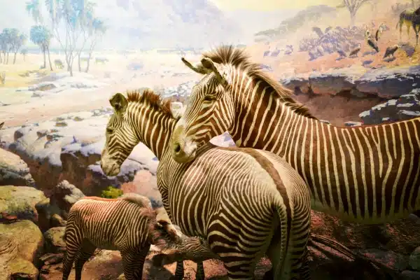 The American Museum of Natural History