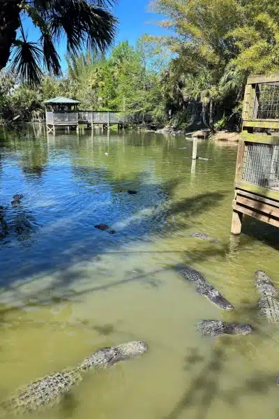 Wild Florida alligators
