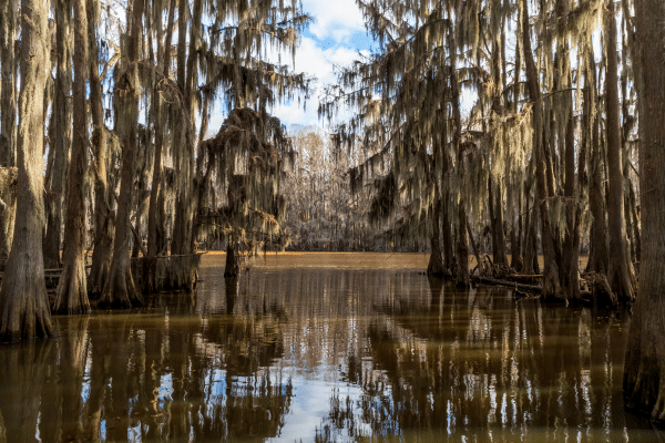 Caddo Lake – varen door moerassen vol cipressen