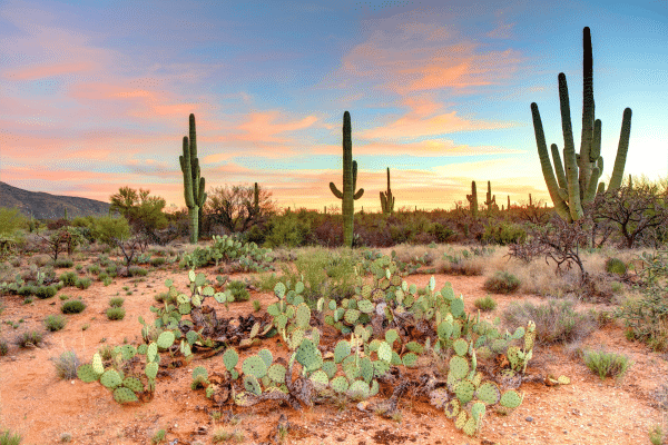 Arizona