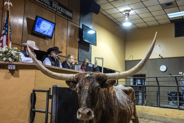 Longhorn Auction