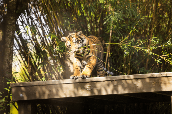 Animal Kingdom Panther